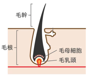 毛根について