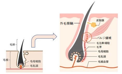 毛包幹細胞から毛芽から毛母細胞への変化の様子