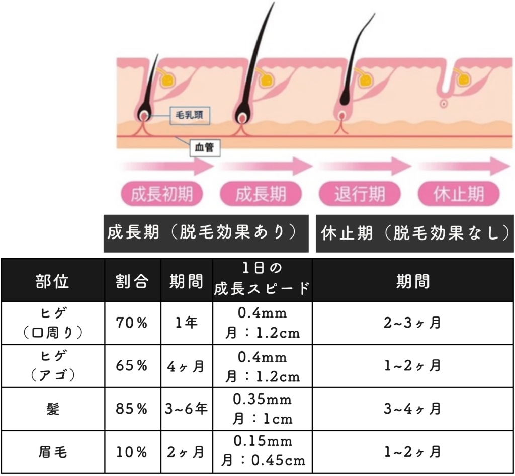 眉毛の成長スピードは？髪・ヒゲとの比較