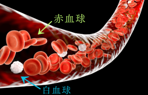 赤血球と白血球